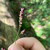 Review photo of New River Gorge Campground - American Alpine Club by Corey M., August 27, 2021