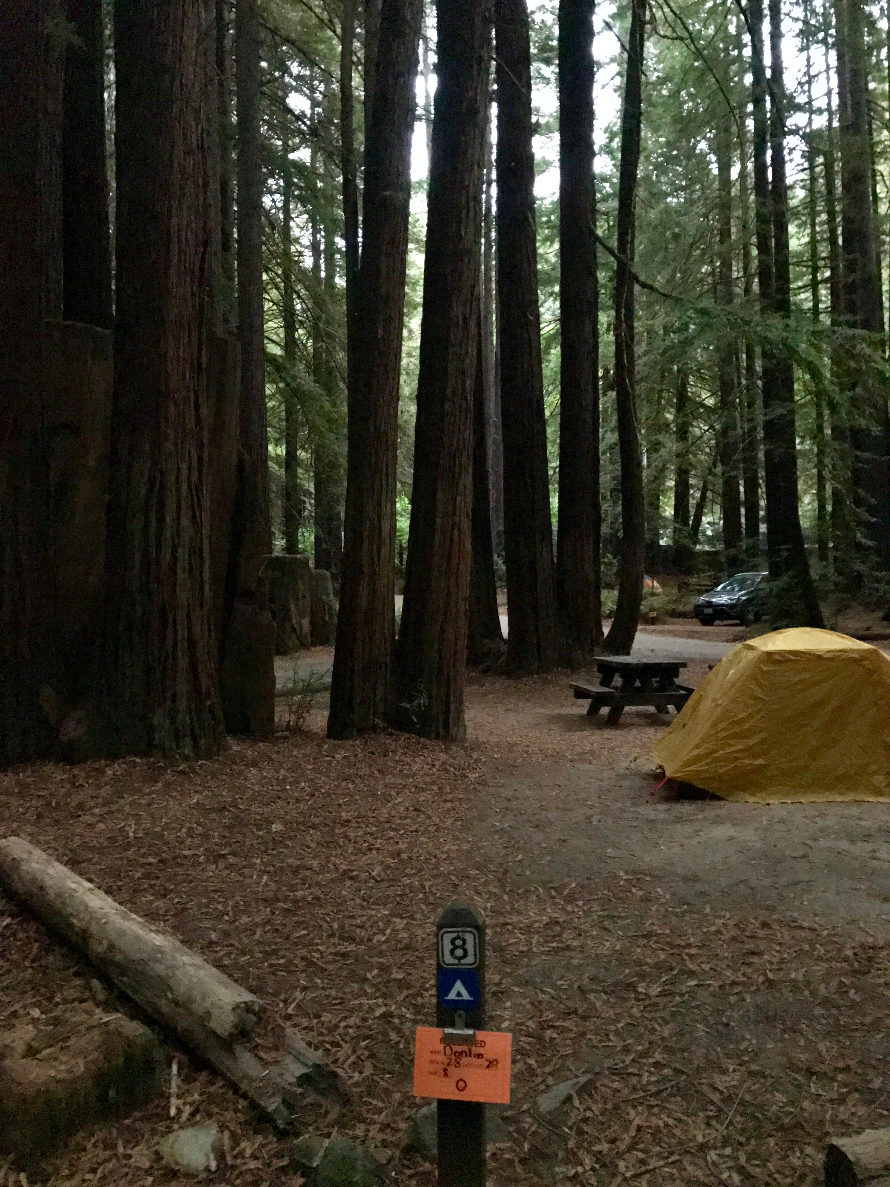 Camper submitted image from Burlington Campground — Humboldt Redwoods State Park - 4