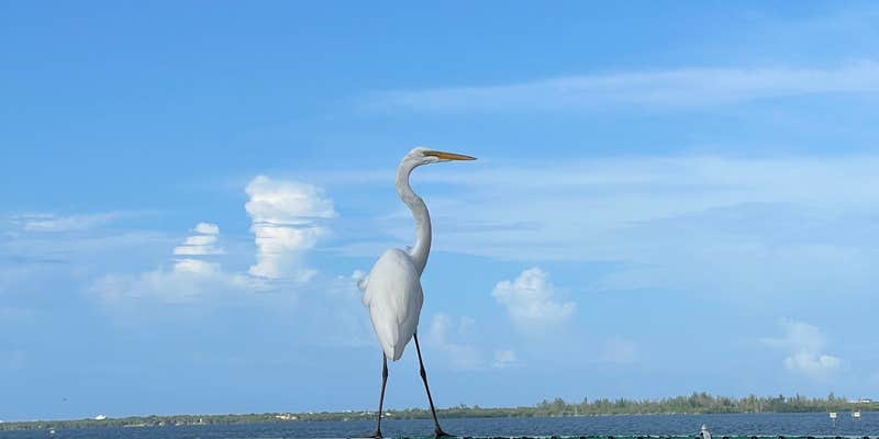 Camper submitted image from Big Lake Lodge & RV Park