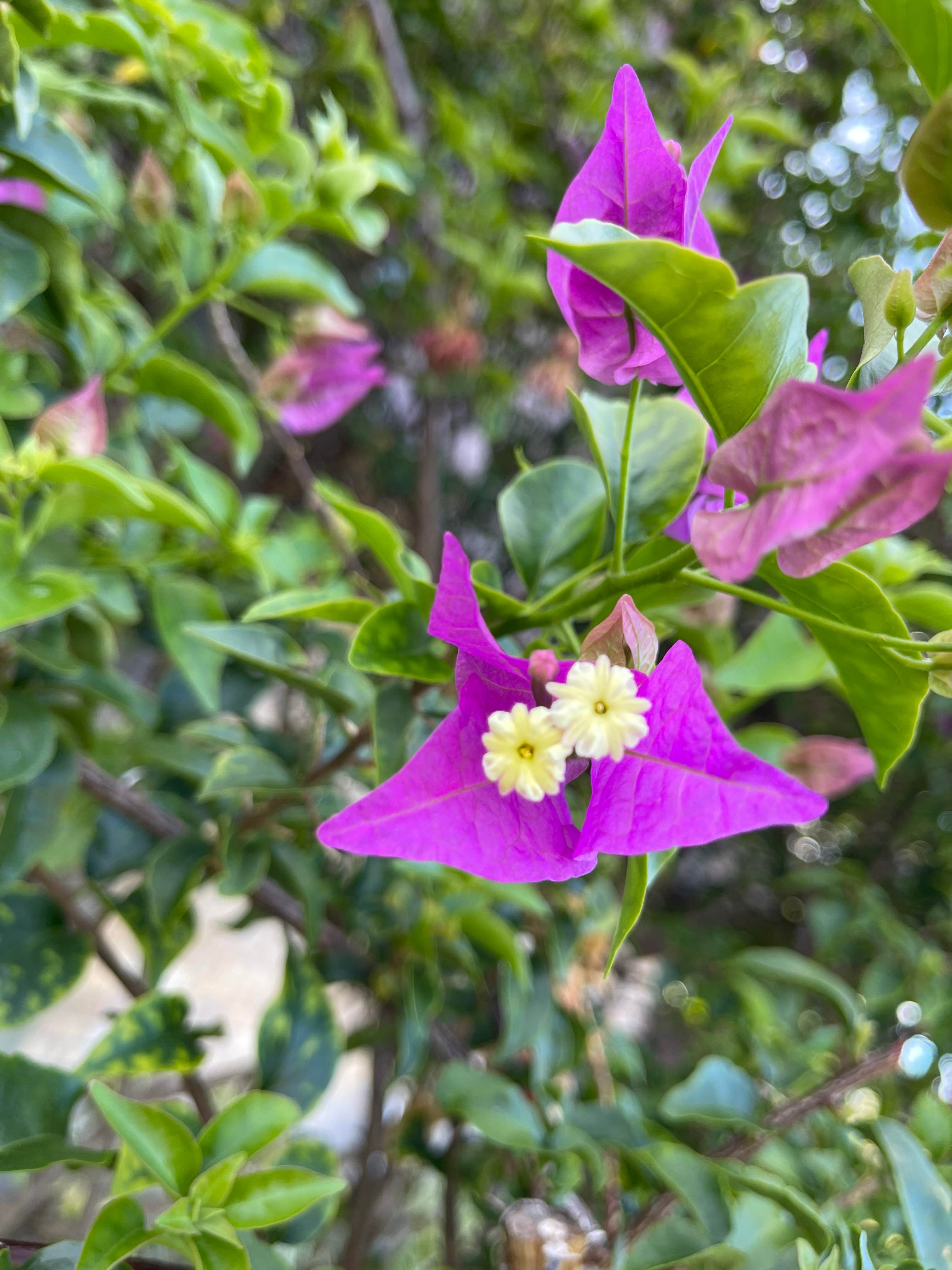Camper-submitted photo at Indian River County Blue Cypress Campground near Hobe Sound, FL