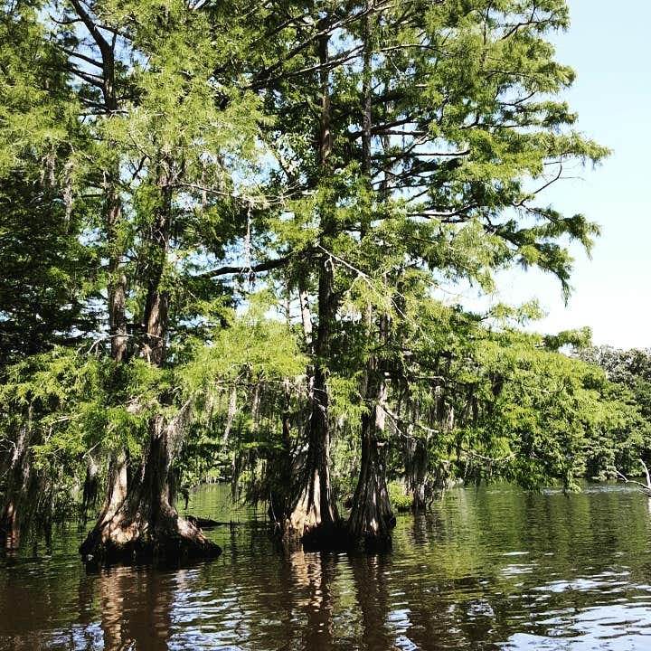Camper-submitted photo at South Campground — Chicot State Park in Louisiana