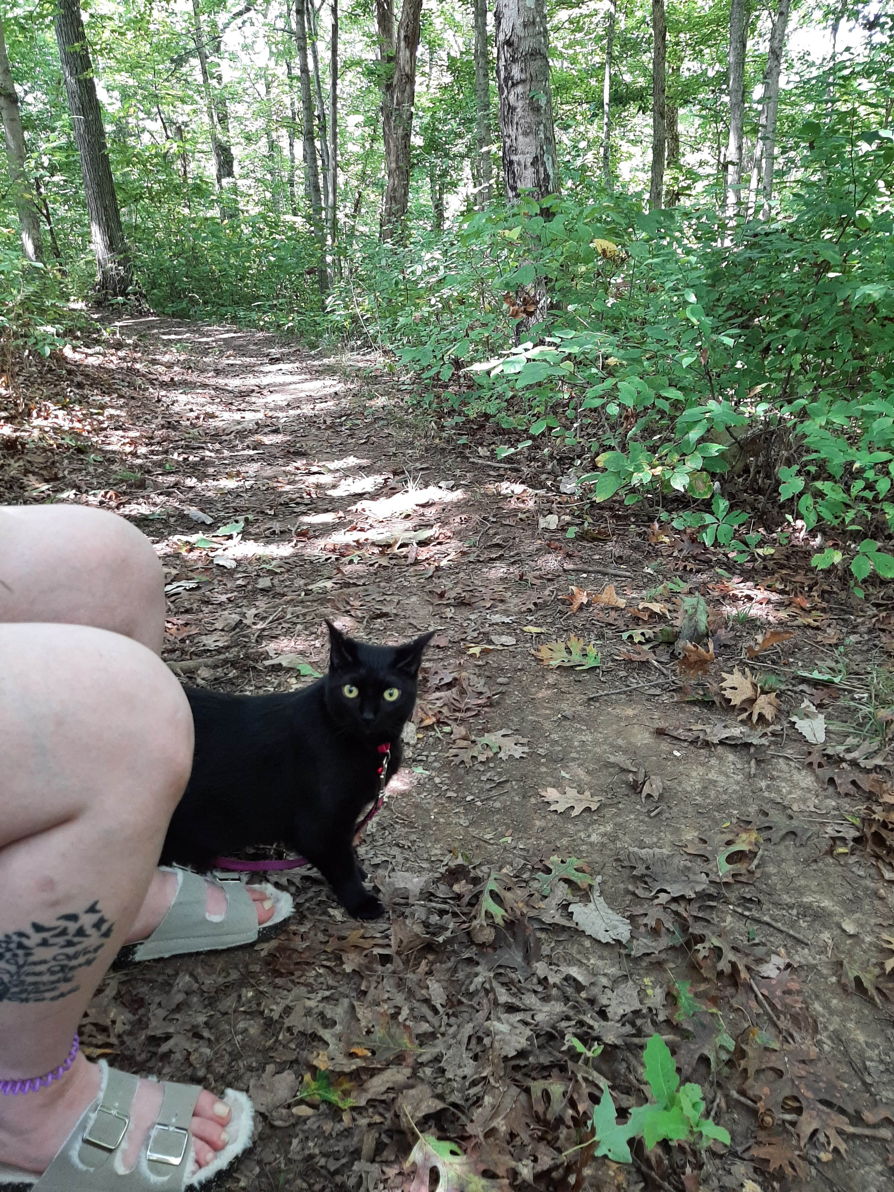 Shirley O.'s photo of camping with pets at Blue Licks Battlefield State Resort Park near Manchester, OH