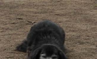 Jane B.'s photo of camping with pets at Fish Creek Pond Campground near Lake Placid, NY