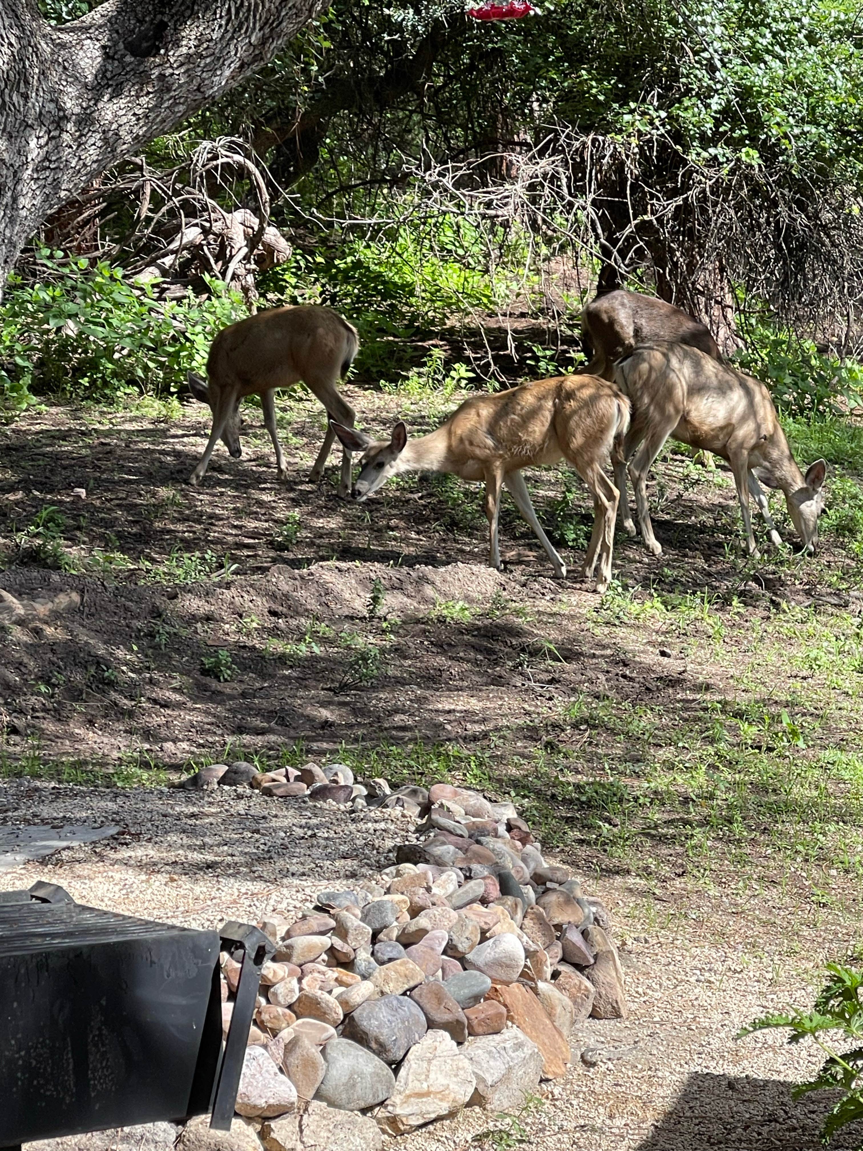 Camper submitted image from Burro Mountain Homestead - 2