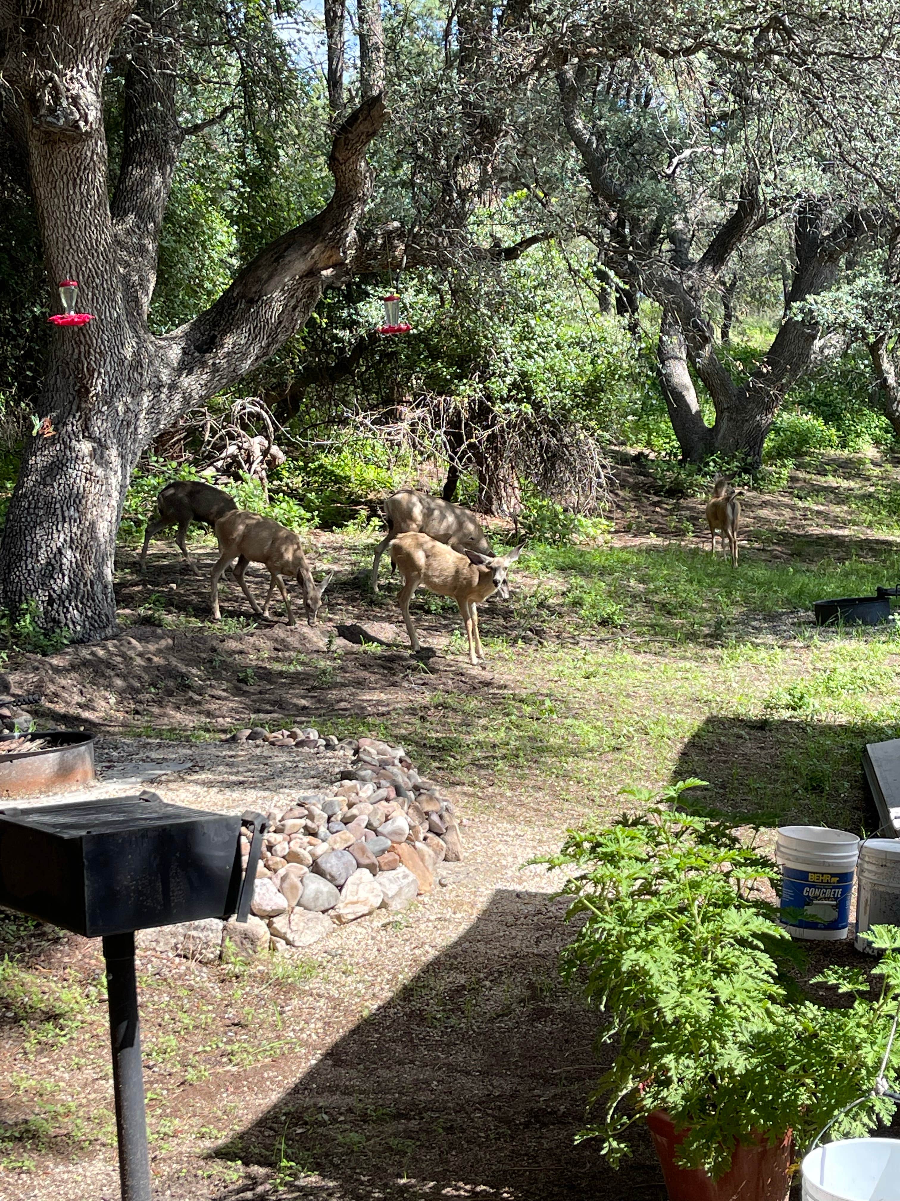 Camper submitted image from Burro Mountain Homestead - 3