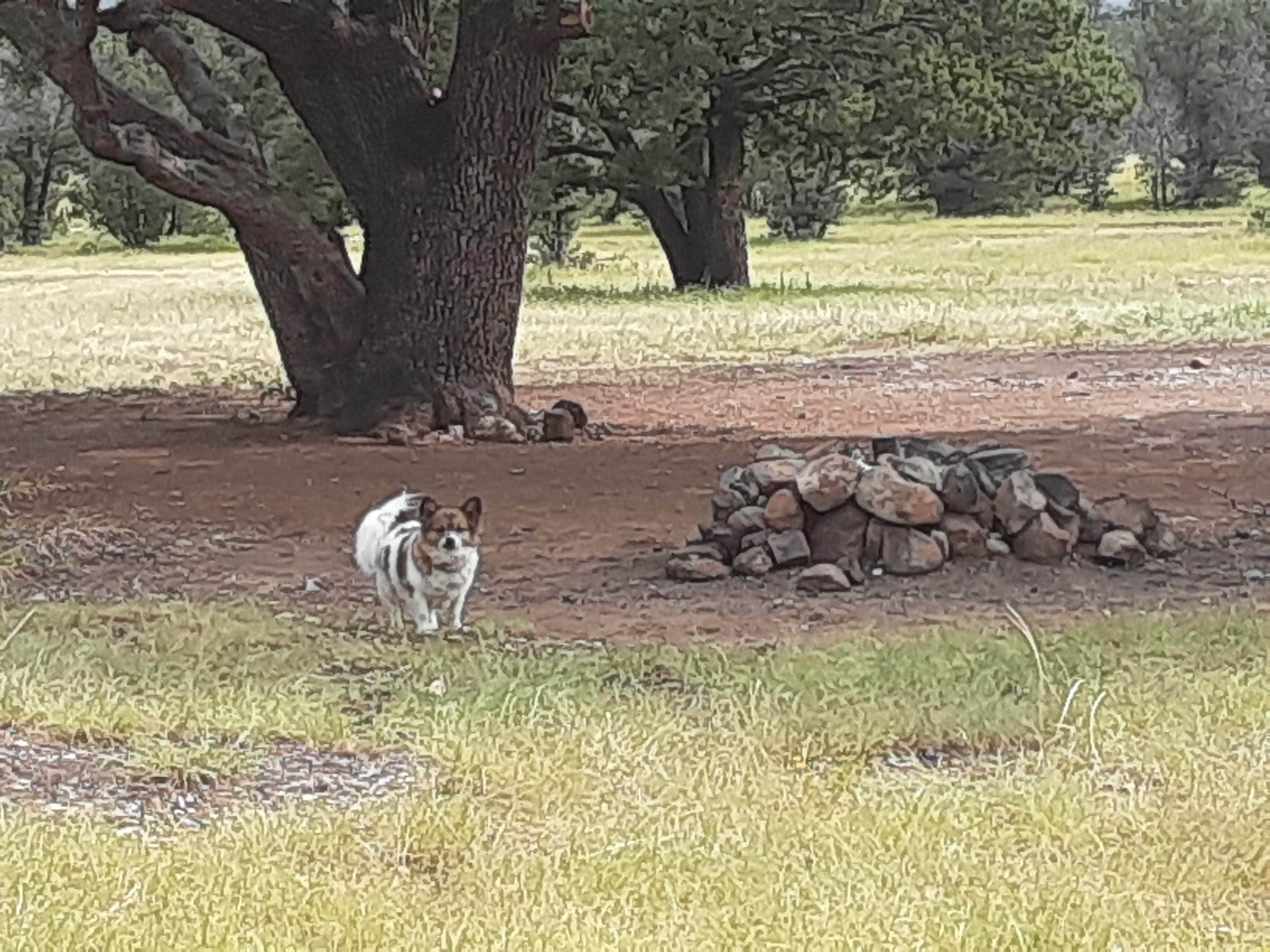 Jamie P.'s photo of camping with pets at Baca Campground near Ruidoso, NM