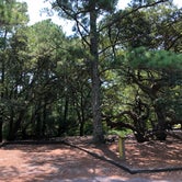 Review photo of First Landing State Park Campground by Erin W., August 29, 2021