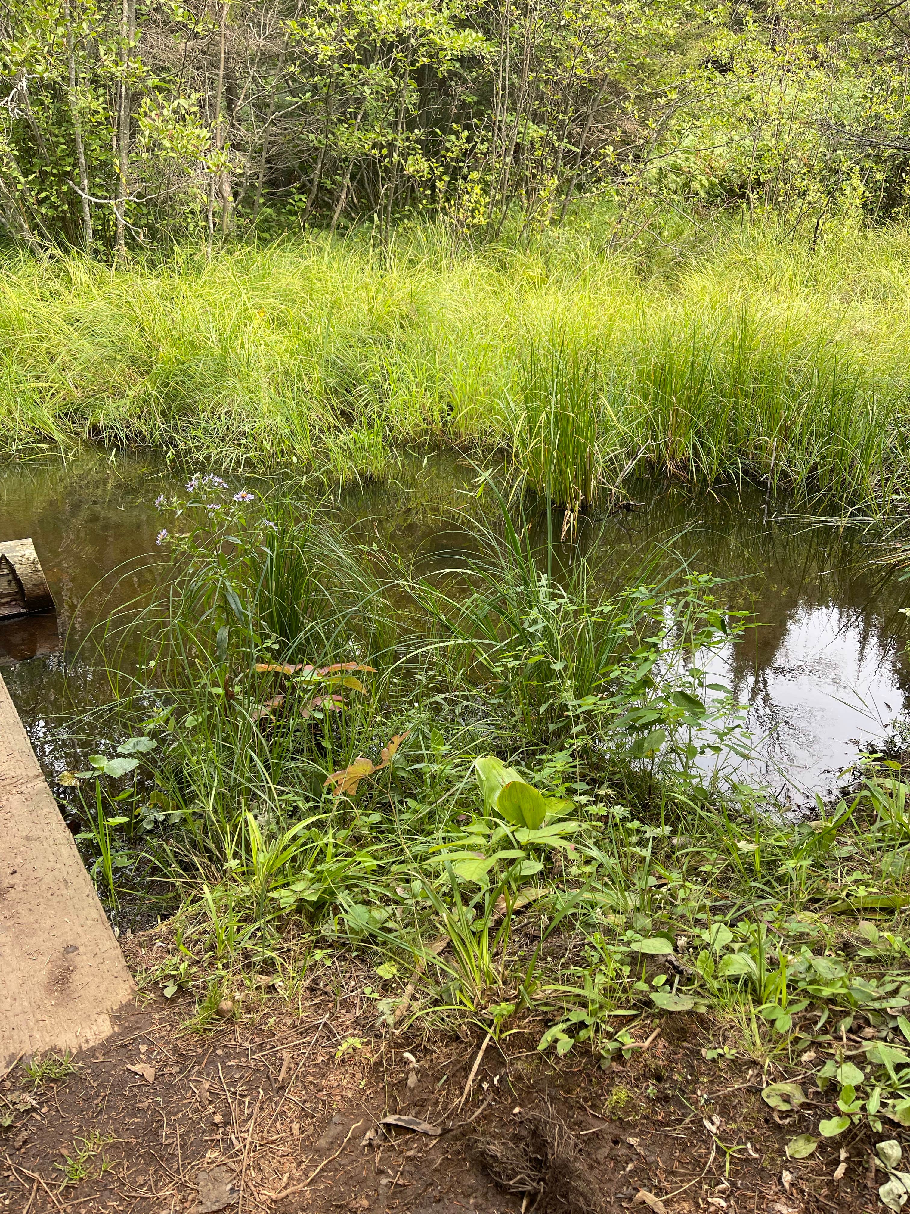 Camper-submitted photo at Daisy Farm Campground — Isle Royale National Park near Isle Royale National Park