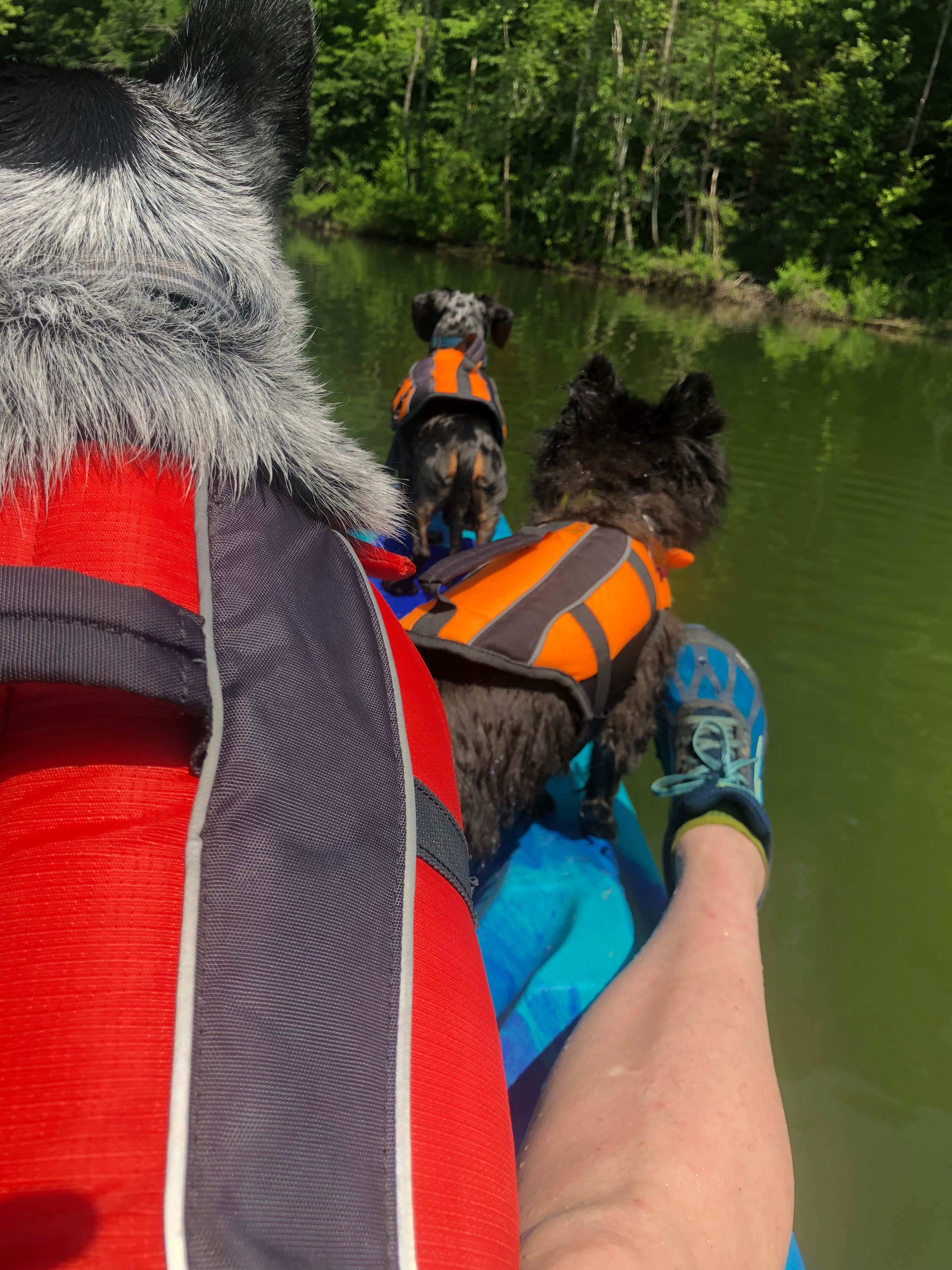 Shelly S.'s photo of camping with pets at Duck Bay Campground near Vienna, IL