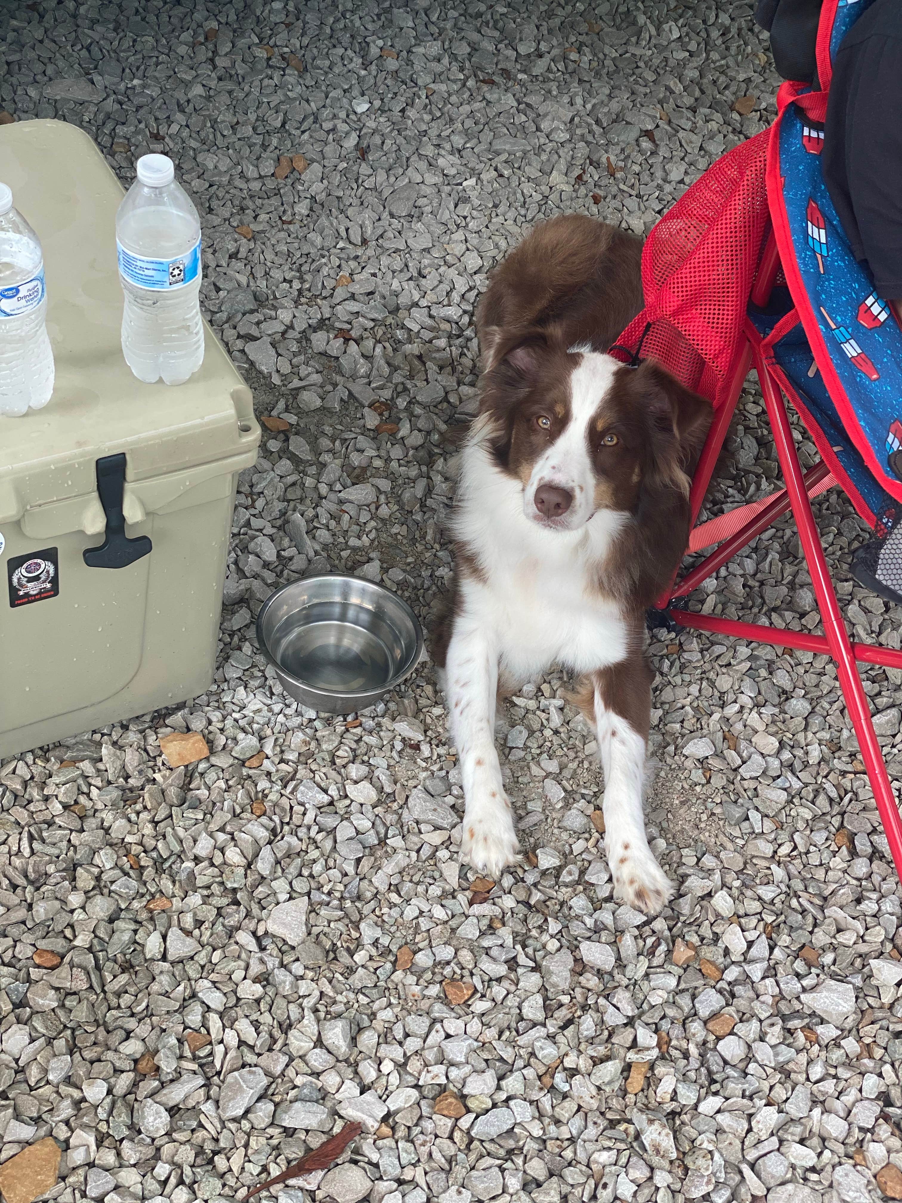 John's photo of camping with pets at Four Coves Campground — Beech Fork State Park near Chapmanville, WV