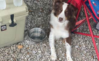 John's photo of camping with pets at Four Coves Campground — Beech Fork State Park near Wilsondale, WV