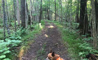 Art S.'s photo of camping with pets at Lake Gogebic State Park Campground near White Pine, MI