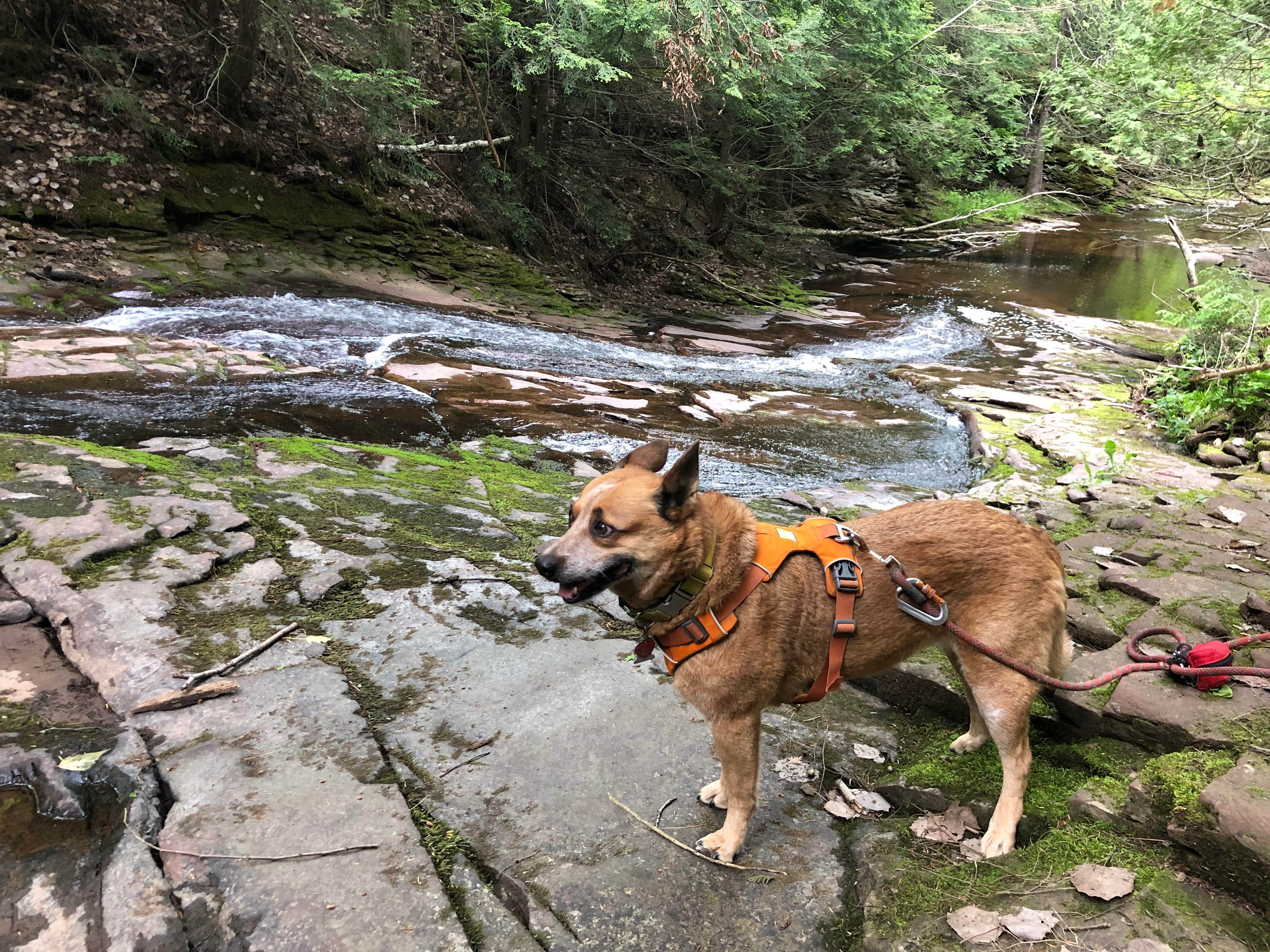 Art S.'s photo of camping with pets at Union River Rustic Outpost Camp — Porcupine Mountains Wilderness State Park near Ironwood, MI