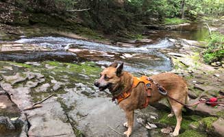 Art S.'s photo of camping with pets at Union River Rustic Outpost Camp — Porcupine Mountains Wilderness State Park near White Pine, MI