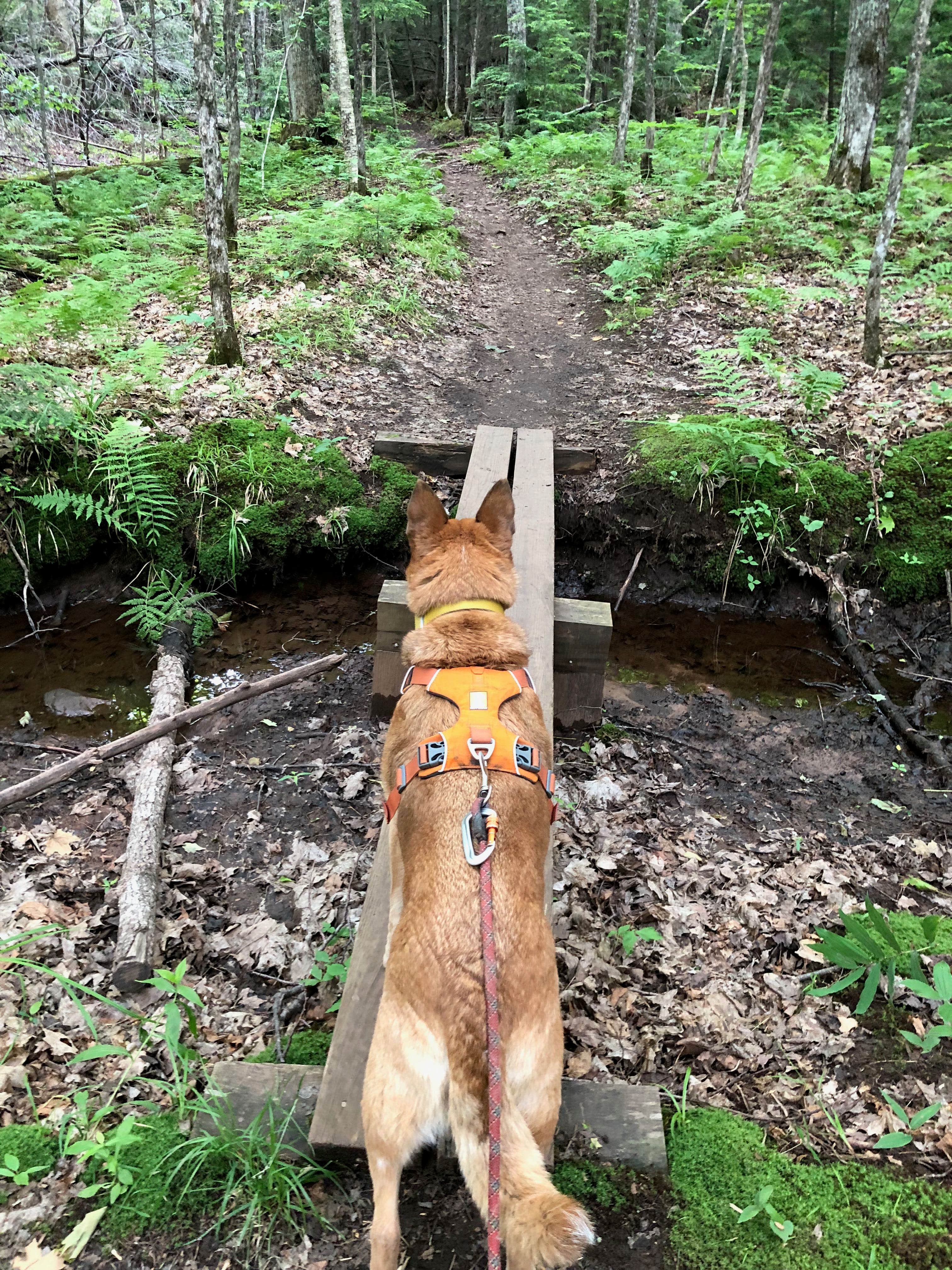 Camper submitted image from Union River Rustic Outpost Camp — Porcupine Mountains Wilderness State Park - 3