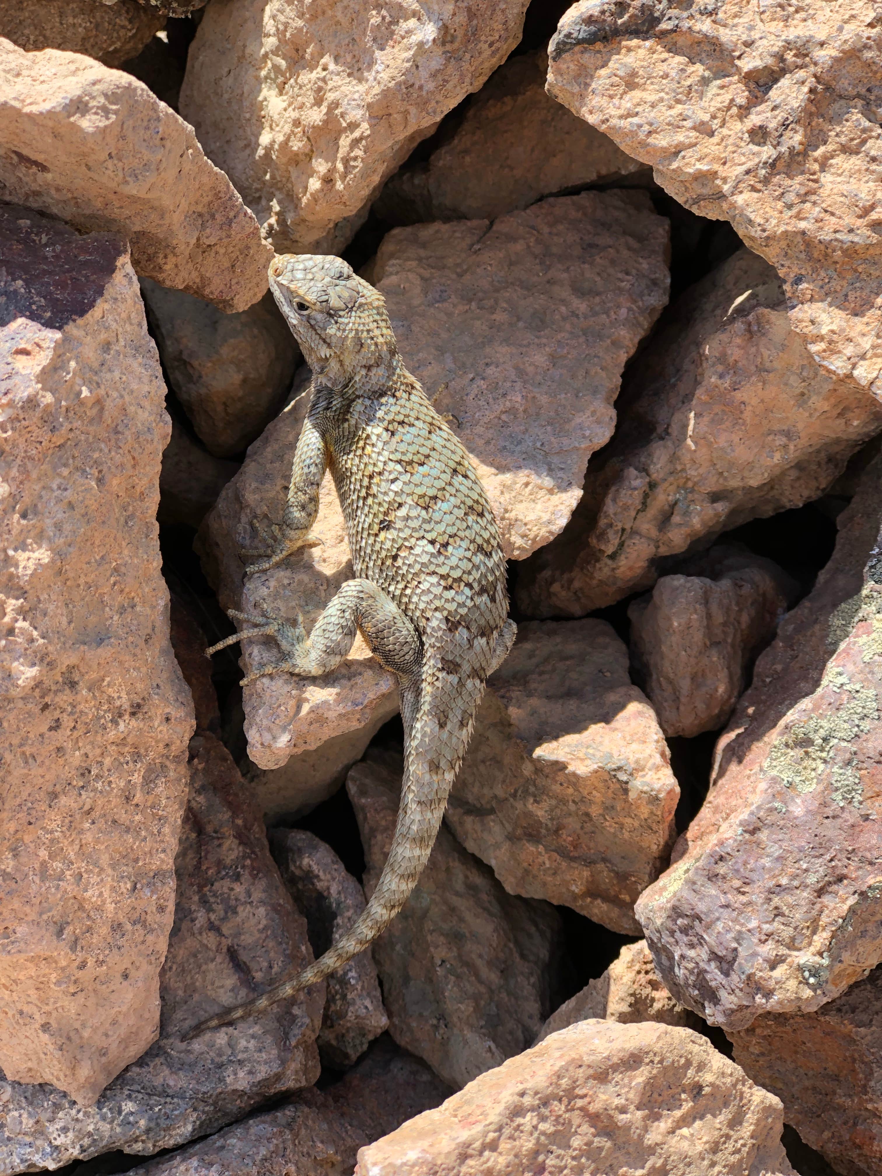 Camper submitted image from Succor Creek State Natural Area - 5