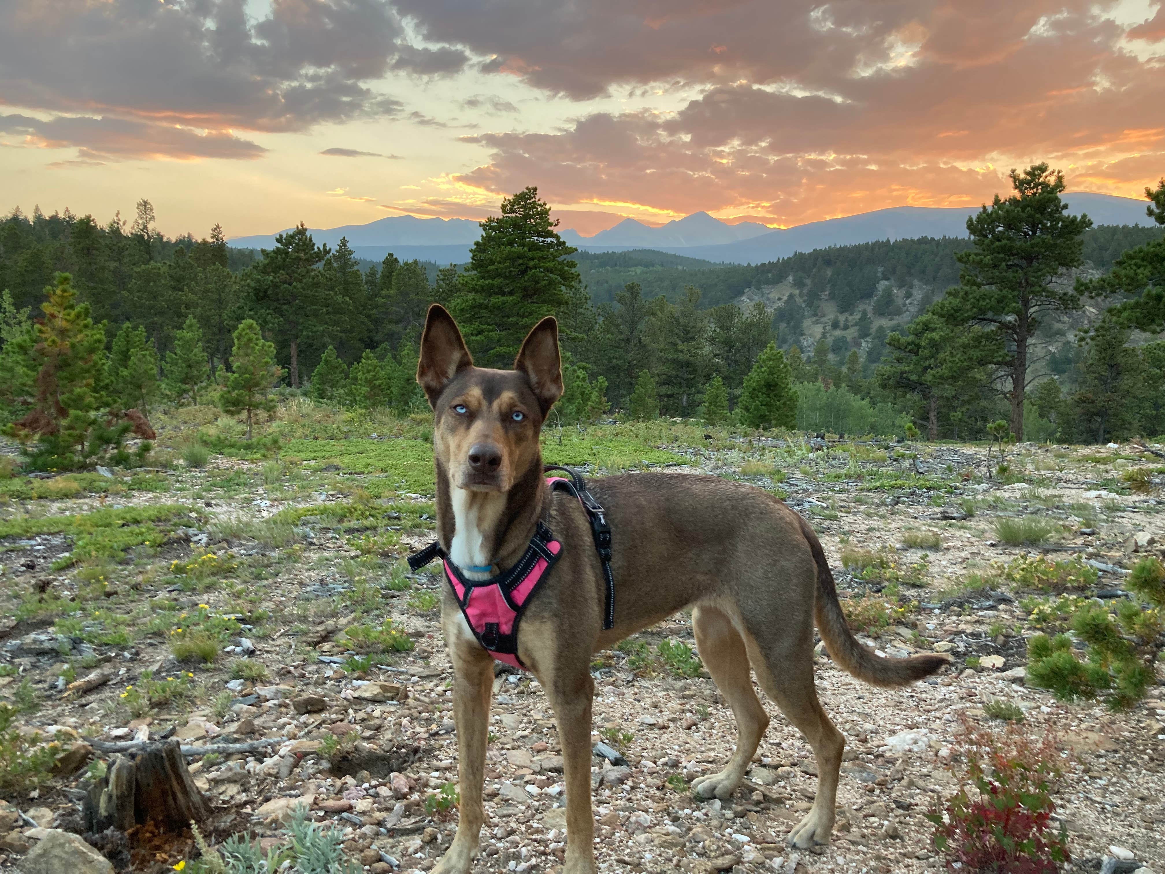 Rachael S.'s photo of camping with pets at Gordon Gulch Dispersed Area near Arapaho and Roosevelt National Forests and Pawnee National Grassland