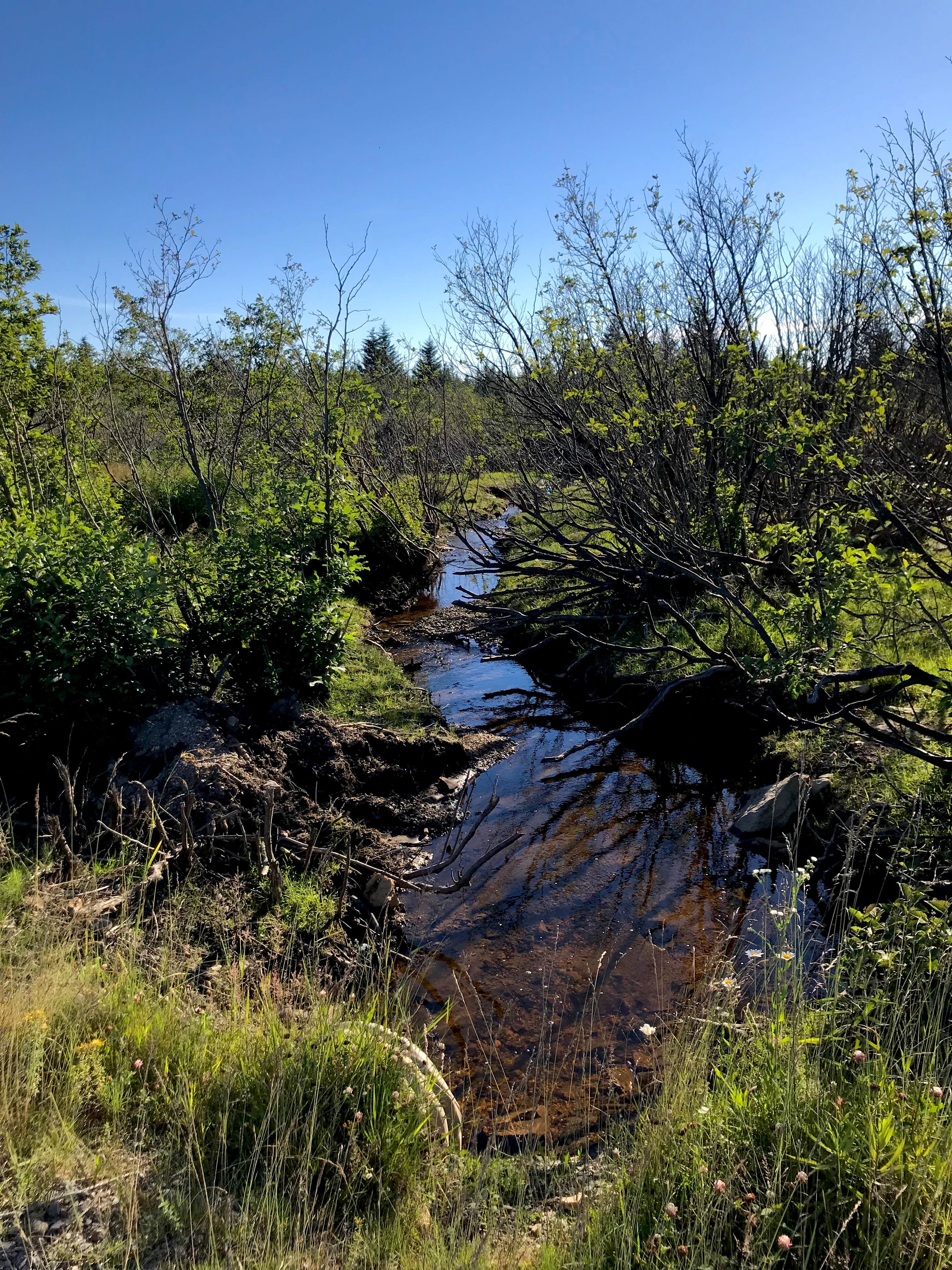 Camping near Just Plane Adventures: Brushy Ridge Road Dispersed, Cabins, West Virginia