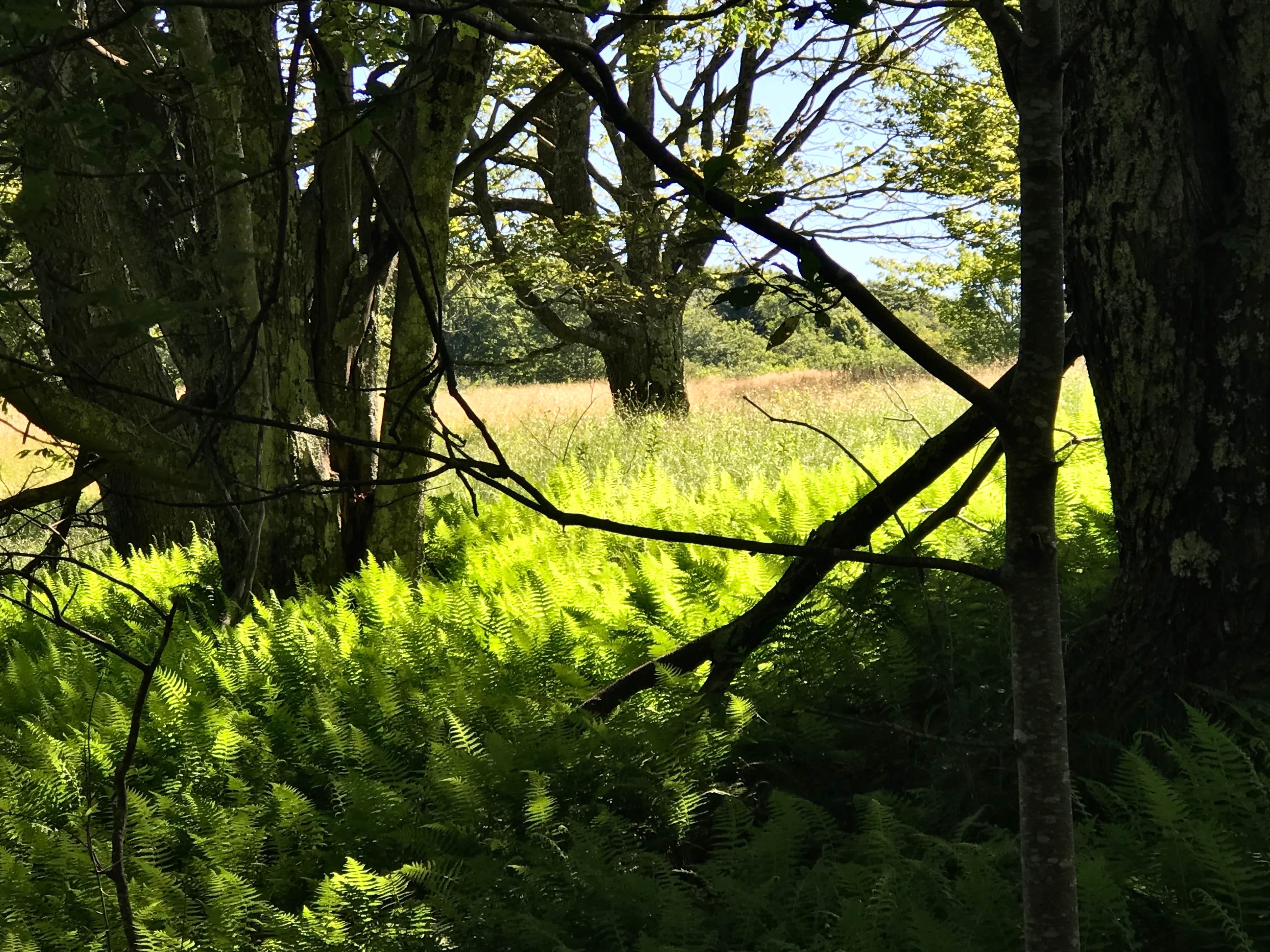 Camper-submitted photo at Brushy Ridge Road Dispersed near Masontown, WV