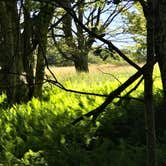 Review photo of Brushy Ridge Road Dispersed by Kelly G., August 29, 2021