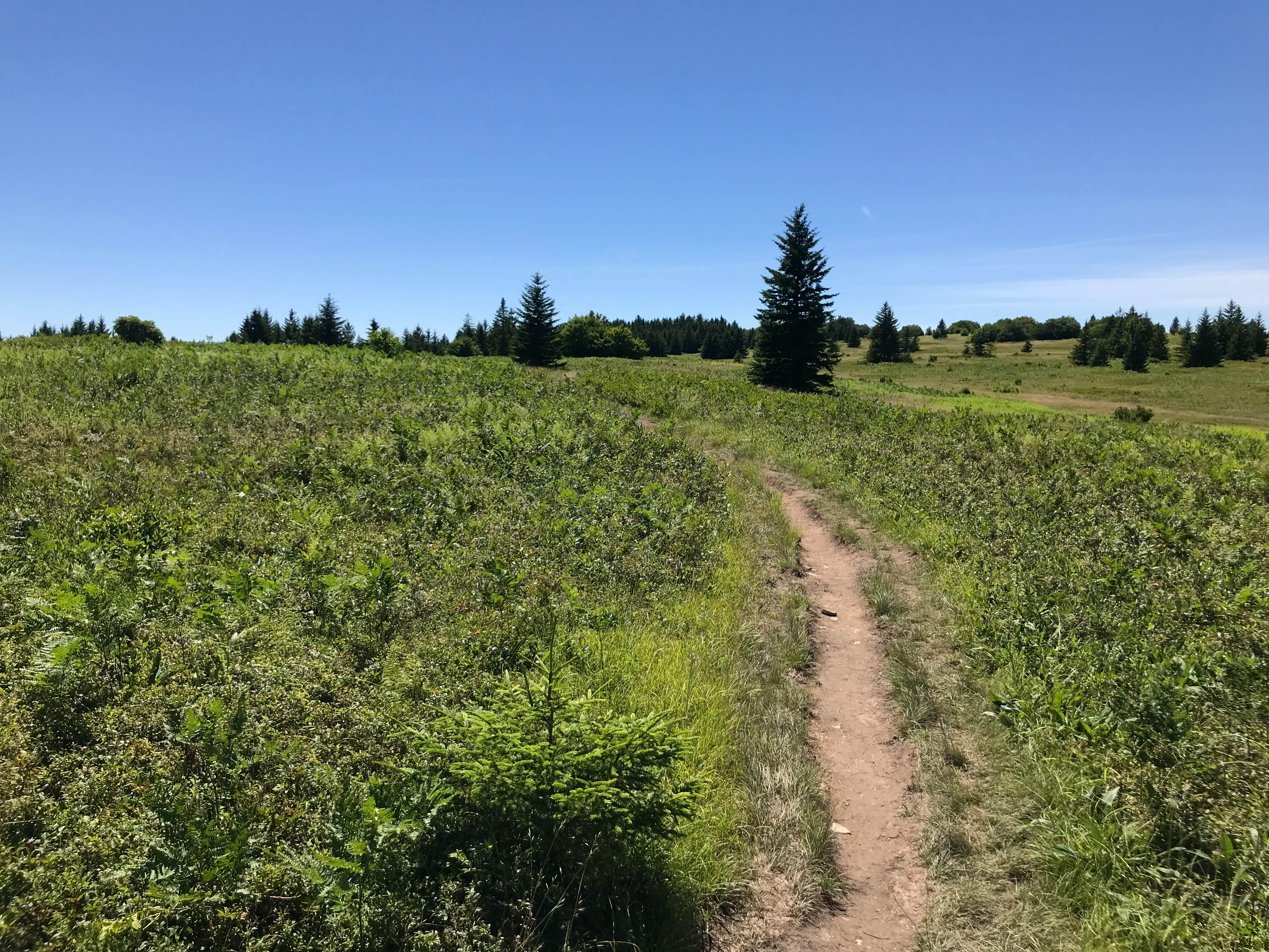 Camper-submitted photo at Brushy Ridge Road Dispersed near Masontown, WV