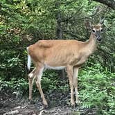 Review photo of Brushy Ridge Road Dispersed by Kelly G., August 29, 2021