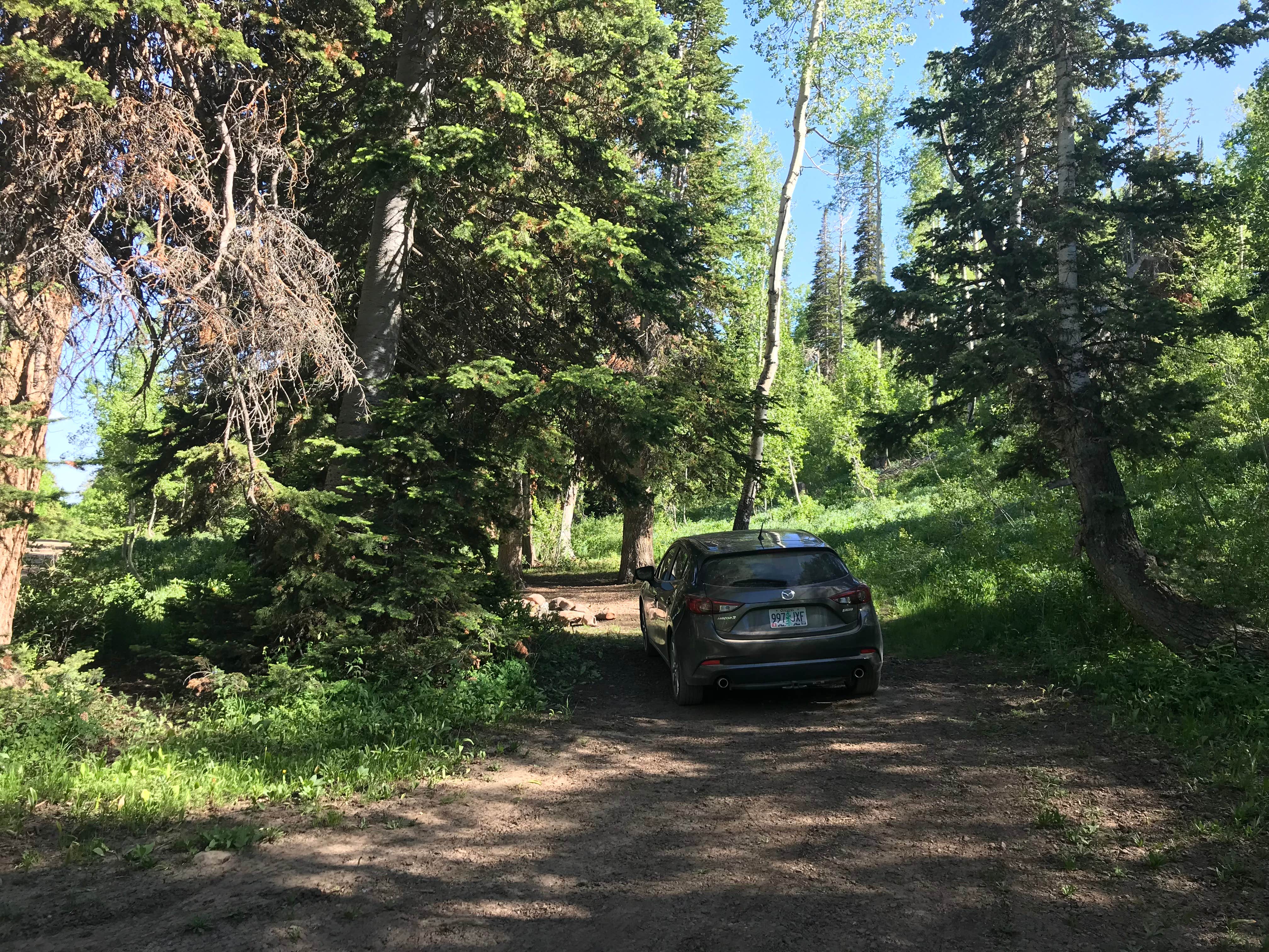 Camper submitted image from Dispersed Camping Willow Spring (Wasatch) - 4