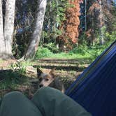 Review photo of Dispersed Camping Willow Spring (Wasatch) by Jenny R., June 21, 2018