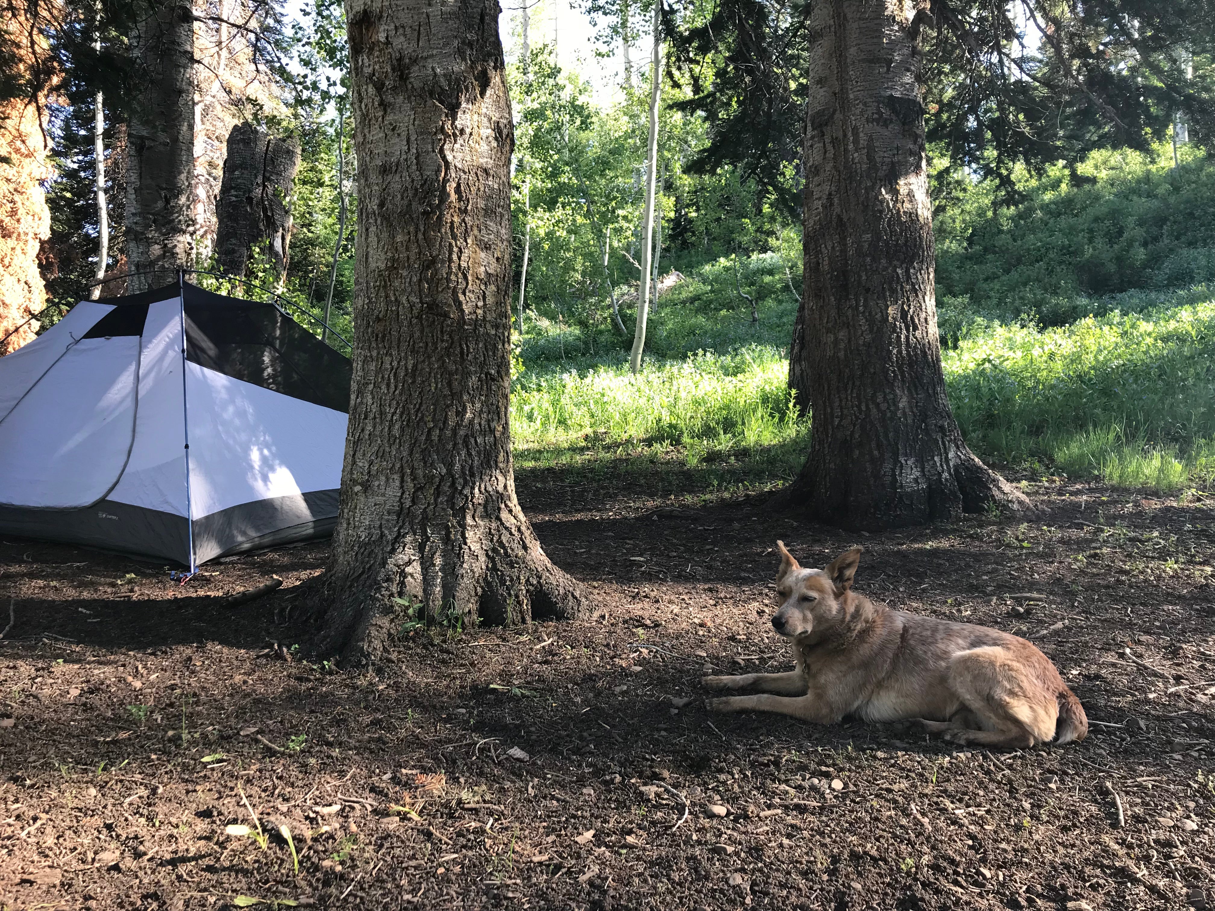 Camper submitted image from Dispersed Camping Willow Spring (Wasatch) - 1