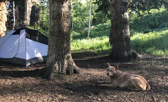 Jenny R.'s photo of a dispersed camping area at Dispersed Camping Willow Spring (Wasatch) near Lindon, UT