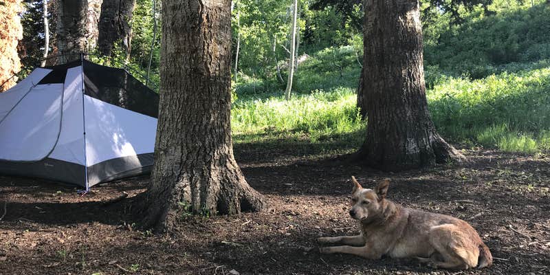 Camper submitted image from Dispersed Camping Willow Spring (Wasatch)
