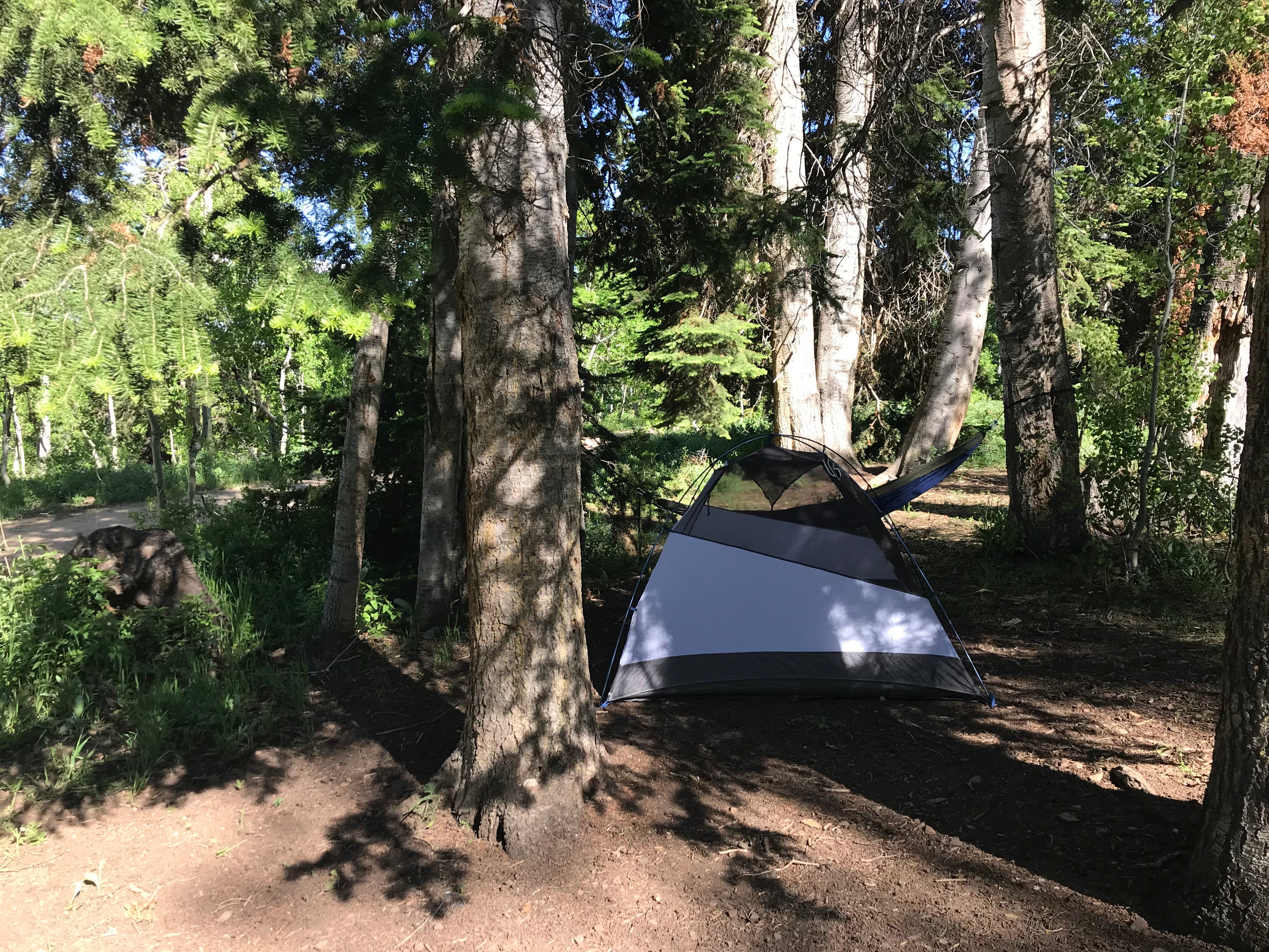 Camper submitted image from Dispersed Camping Willow Spring (Wasatch) - 5