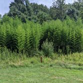Review photo of Chief Cornstalk Wildlife Management Area by Andrew S., August 29, 2021