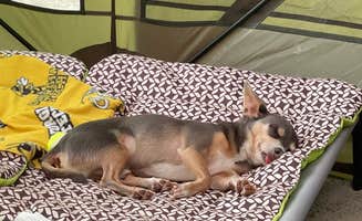 Brett D.'s photo of camping with pets at Duckett Mill near Cumming, GA