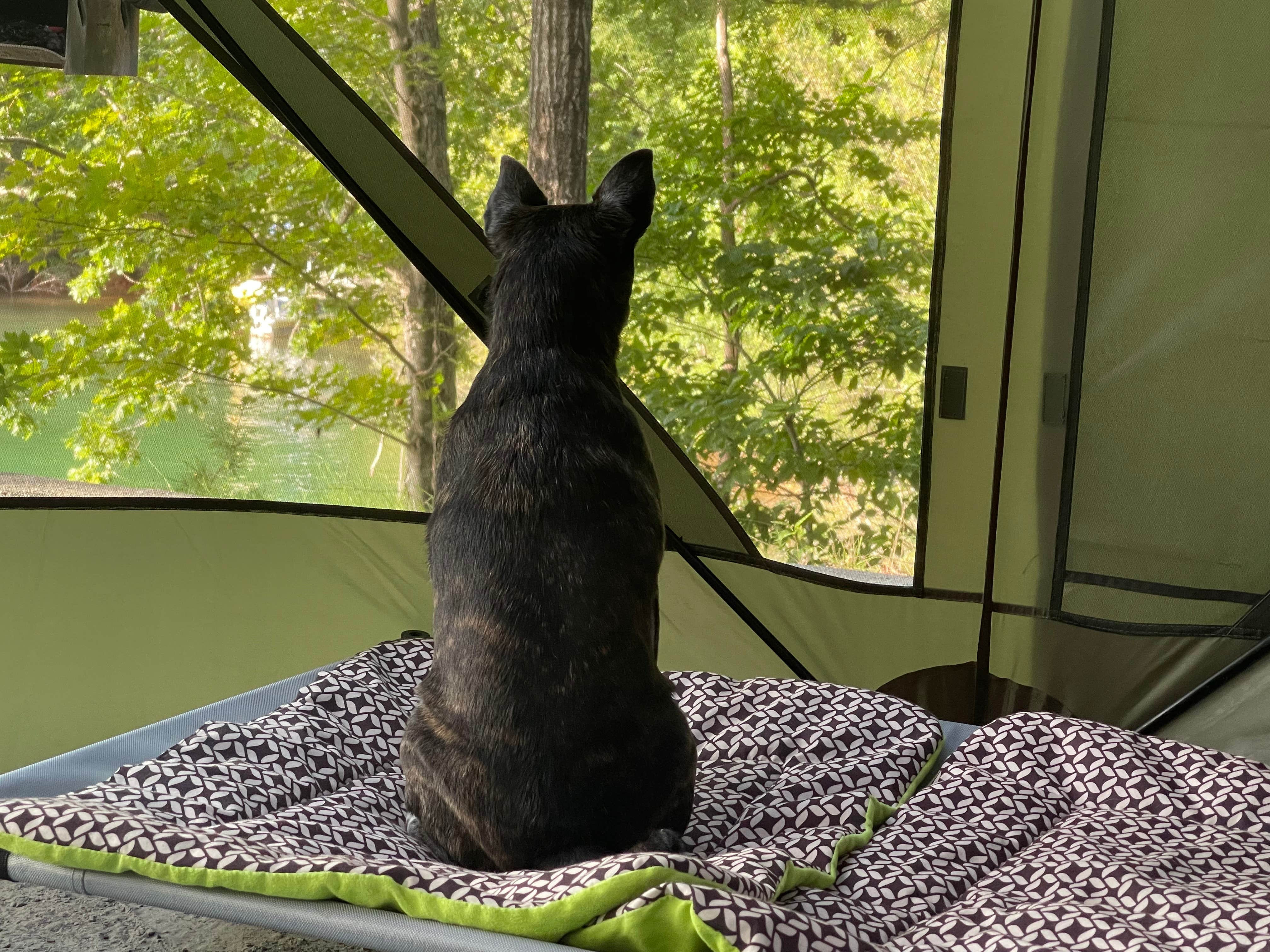 Brett D.'s photo of camping with pets at Toto Creek Campground near Sugar Hill, GA