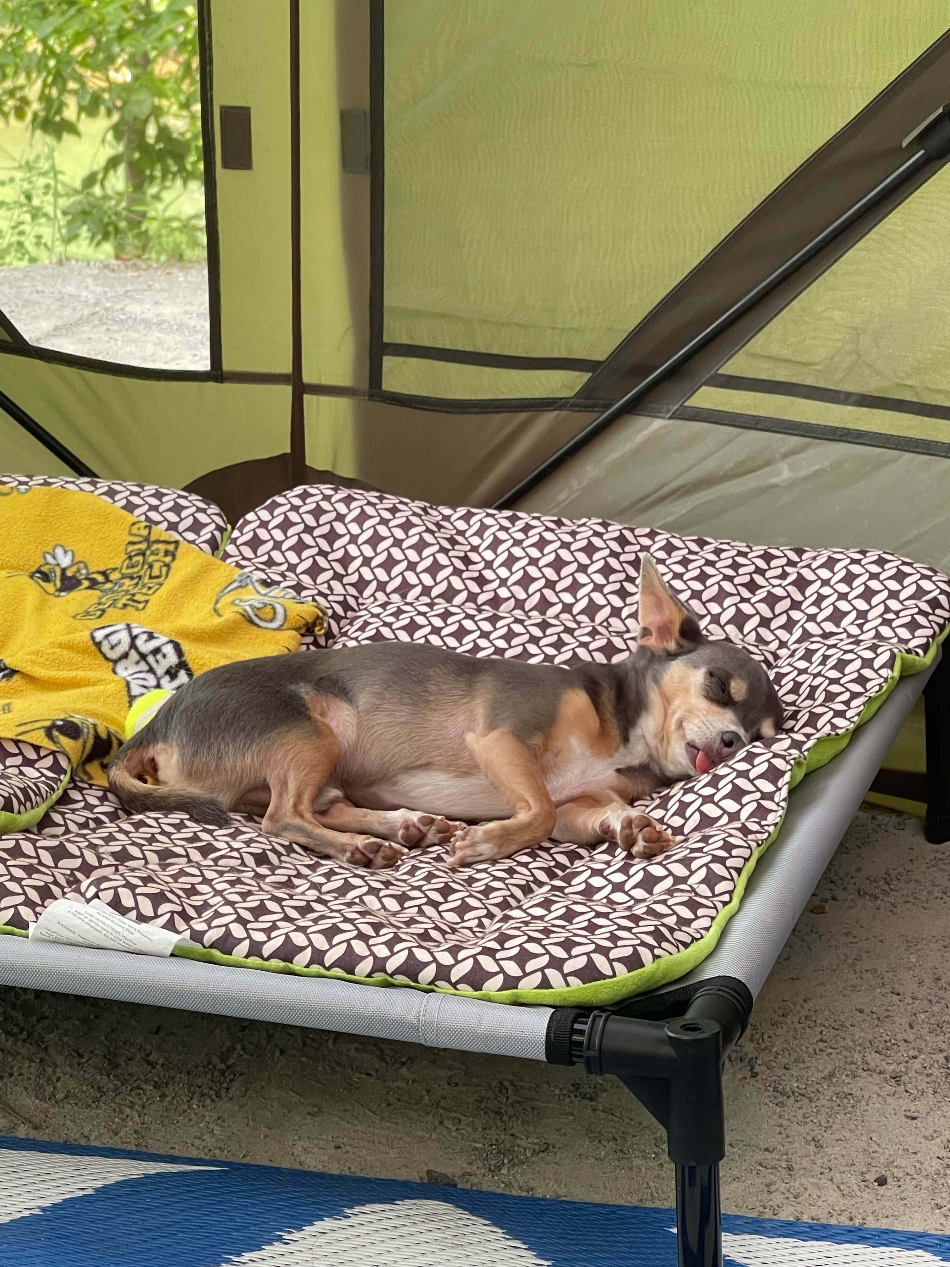 Brett D.'s photo of camping with pets at Toto Creek Campground near Lake Sidney Lanier