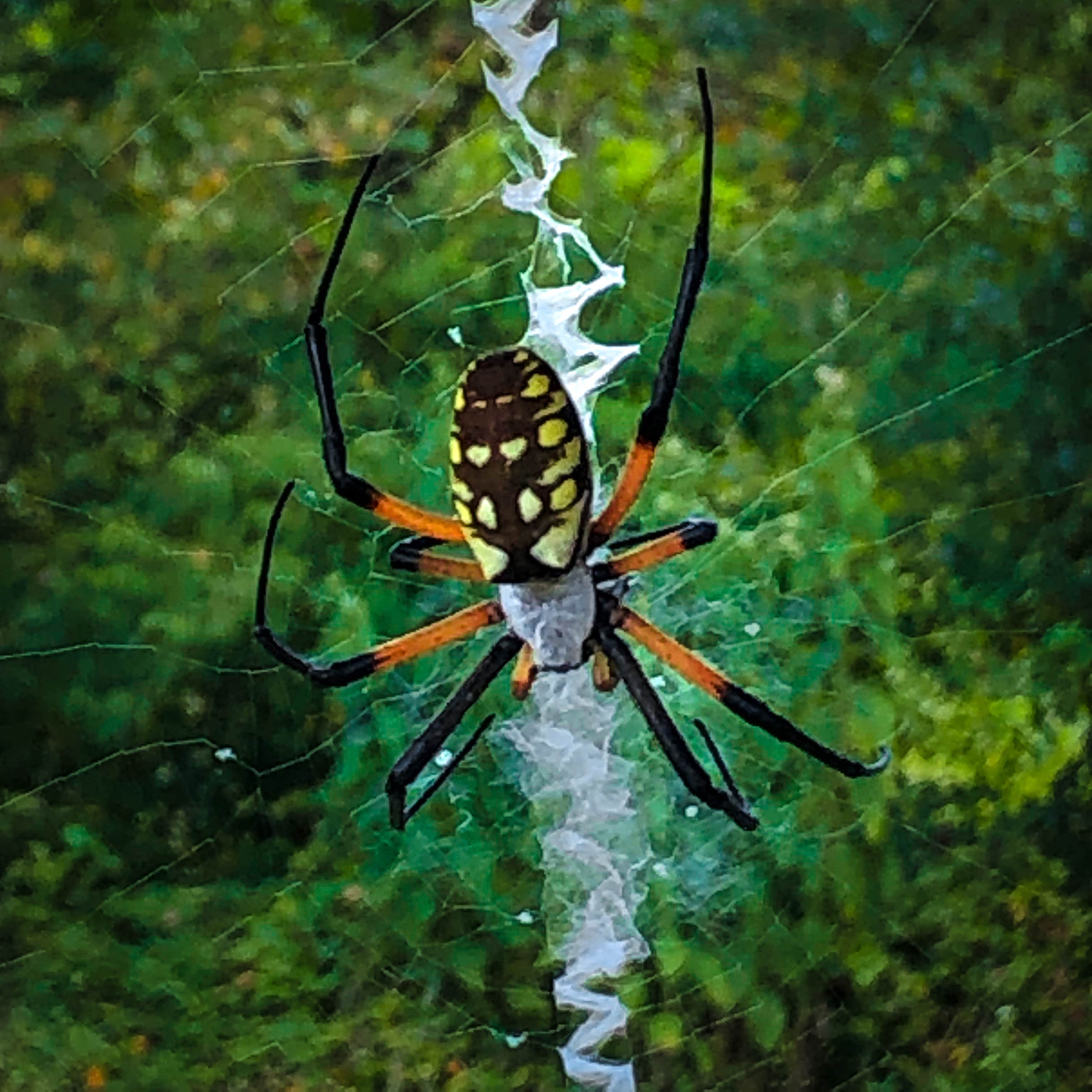 Camper-submitted photo at Greer Hill - Mineola Nature Preserve Campground C near Flint, TX