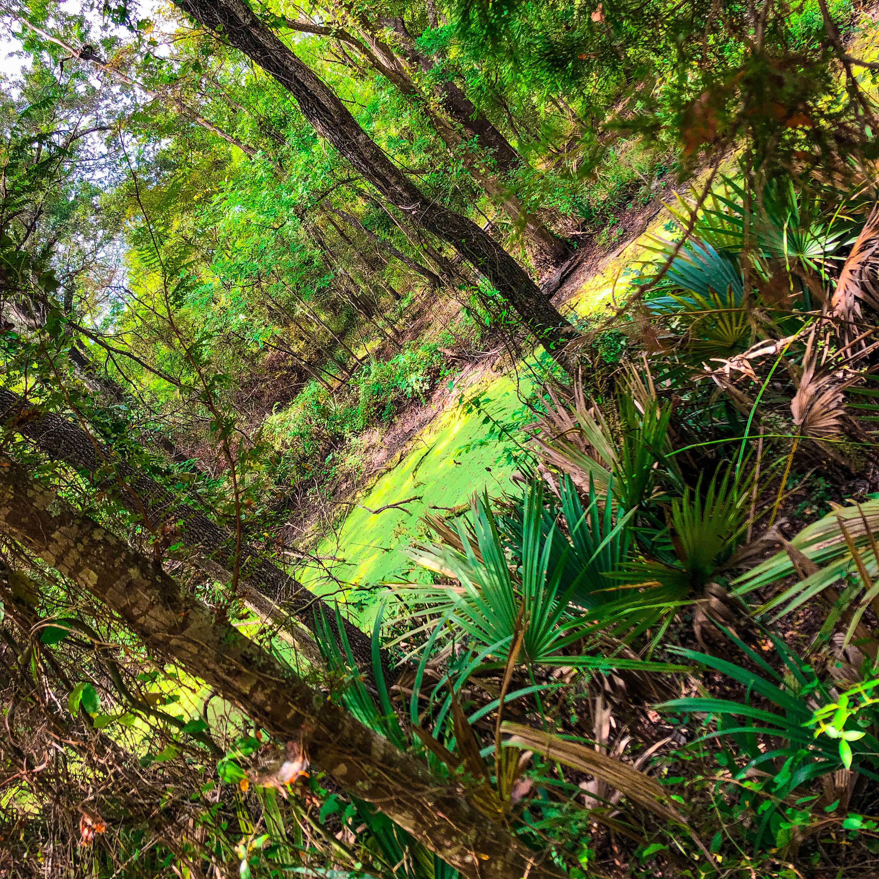 Camper-submitted photo at Greer Hill - Mineola Nature Preserve Campground C near Flint, TX