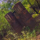 Review photo of Greer Hill - Mineola Nature Preserve Campground C by Andrew A., August 29, 2021