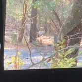 Review photo of Ritchey Creek Campground — Bothe-Napa Valley State Park by RichMichelle M., August 29, 2021