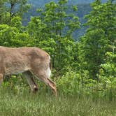 Review photo of Loft Mountain Campground — Shenandoah National Park by Michael P., August 29, 2021