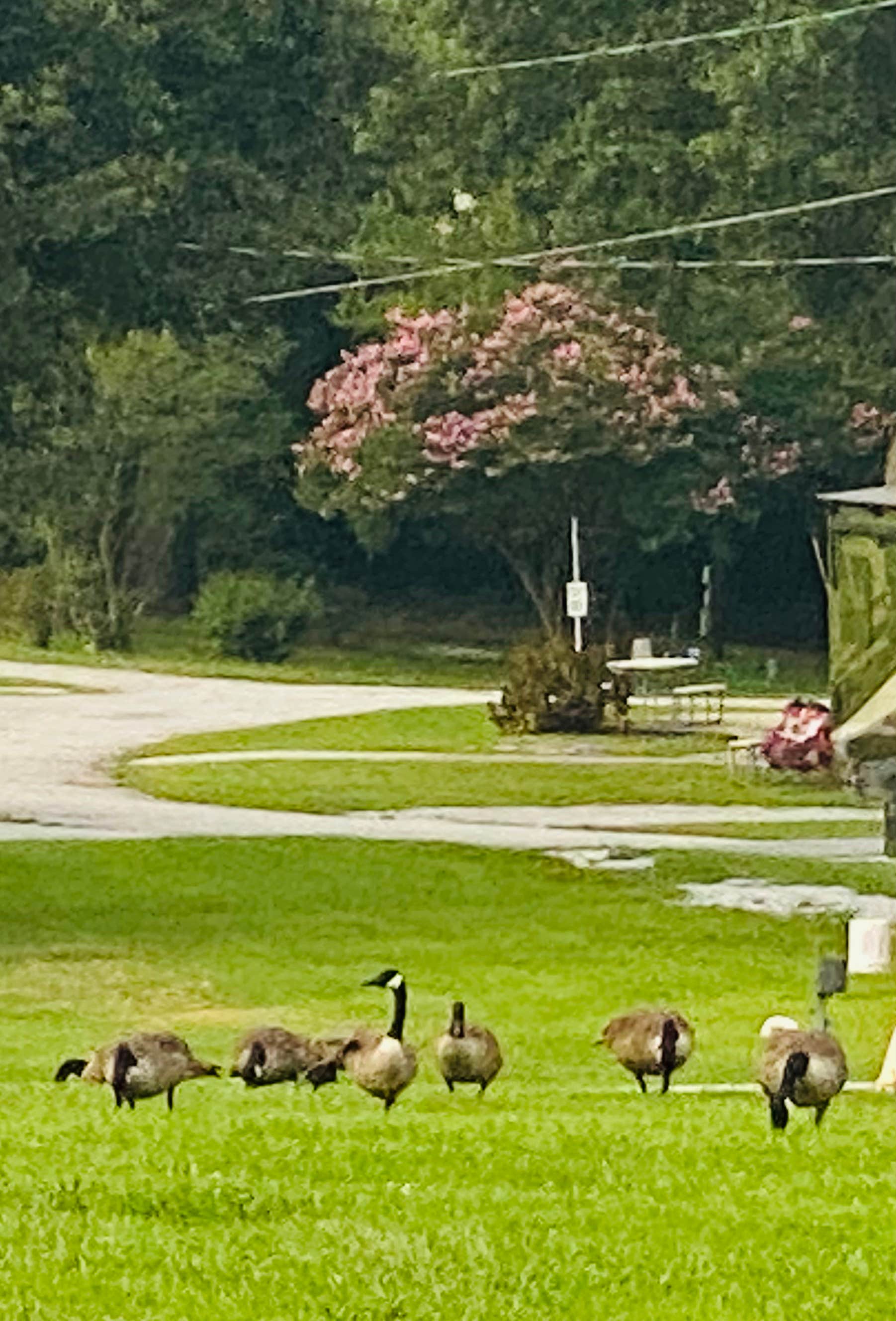 Camper submitted image from Stone Mountain Heights RV & Mobile Home Park - PERMANENTLY CLOSED - 5