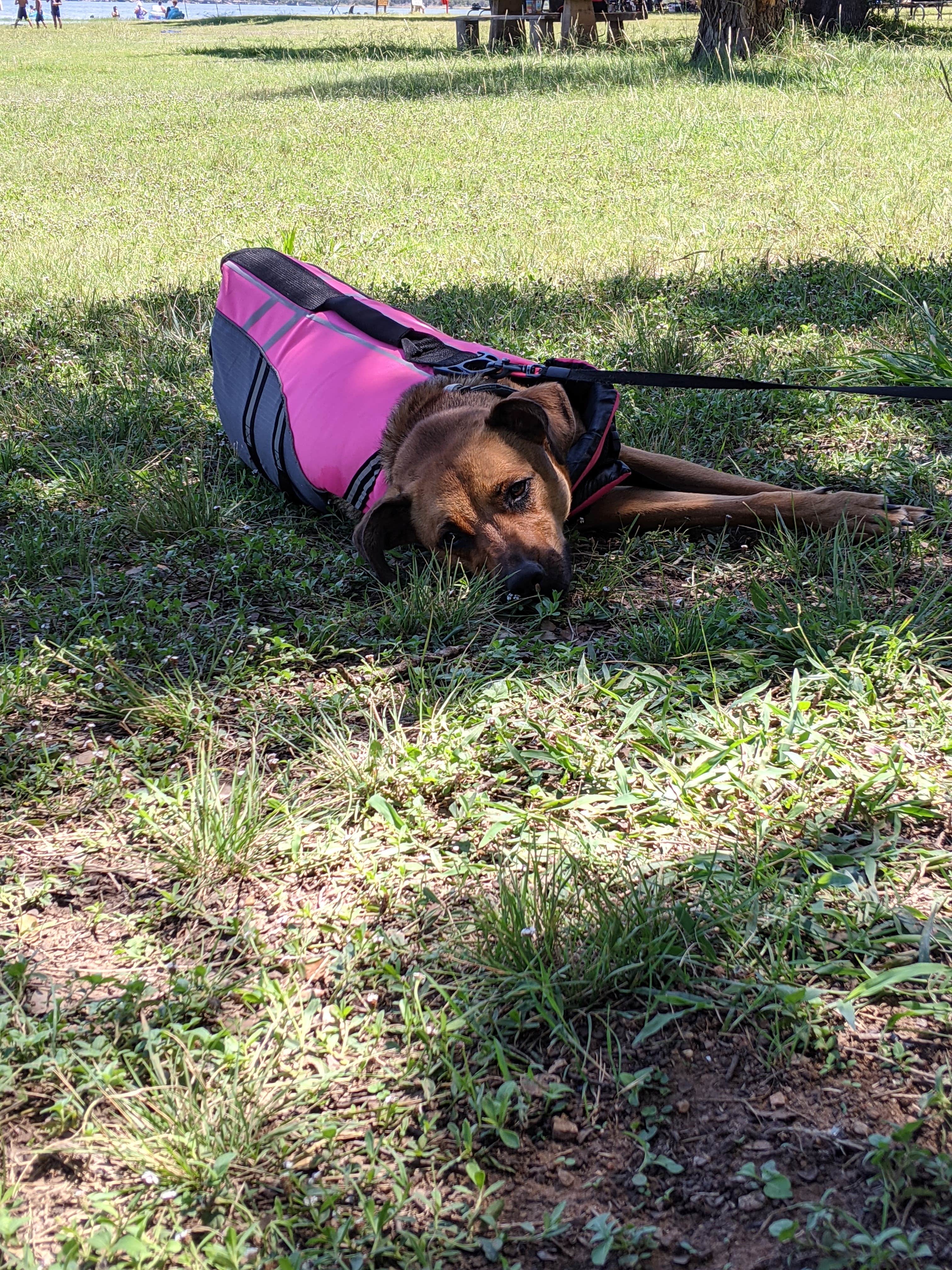 Laura F.'s photo of camping with pets at Lake Brownwood State Park Campground near Bangs, TX