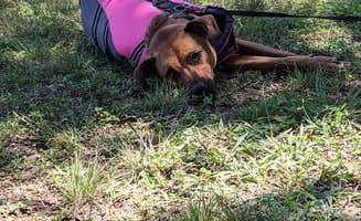 Laura F.'s photo of camping with pets at Lake Brownwood State Park Campground near Eastland, TX