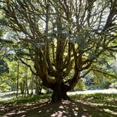 Review photo of Fairholme Campground — Olympic National Park by vlad M., August 30, 2021