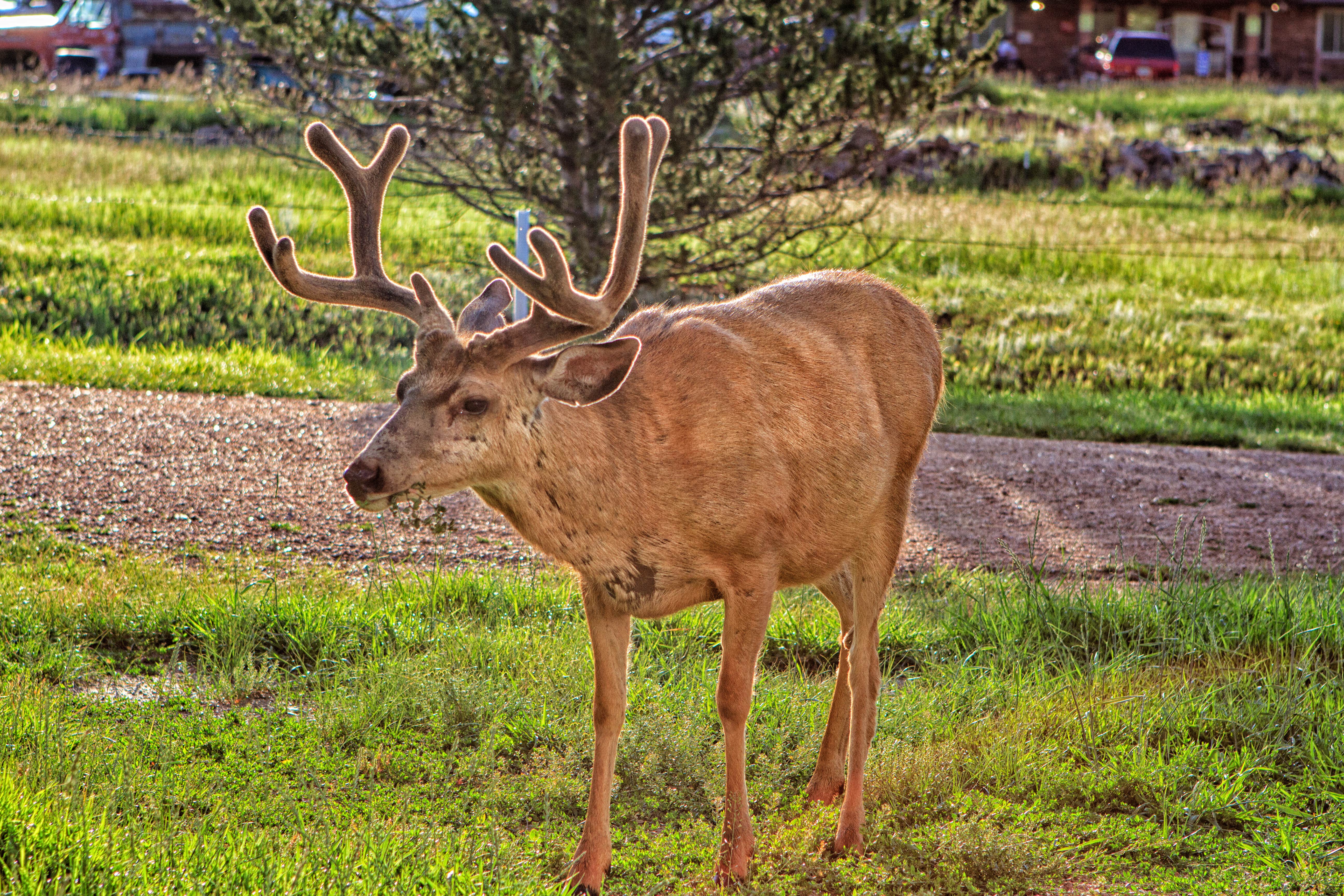 Camper submitted image from Cripple Creek Hospitality House & Travel Park - 3