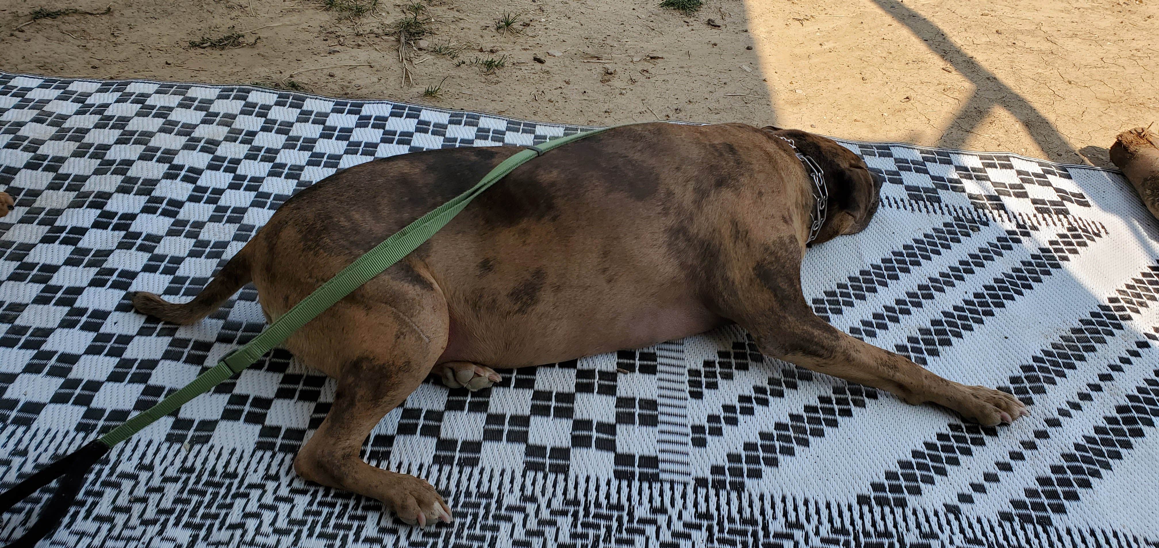 Steven M.'s photo of camping with pets at Potters Pond near Manti, UT