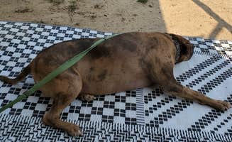 Steven M.'s photo of camping with pets at Potters Pond near Manti, UT