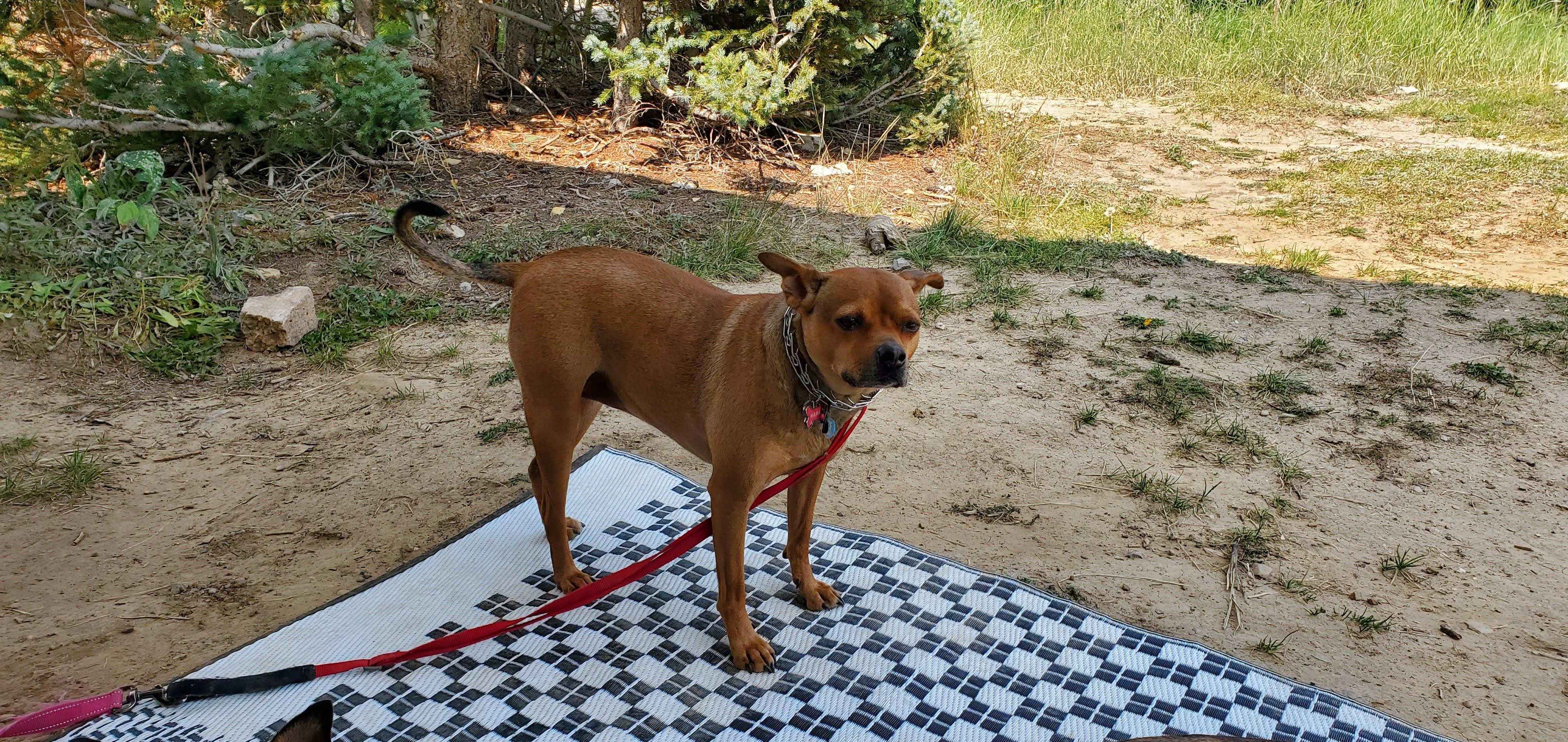 Steven M.'s photo of camping with pets at Manti-LaSal National Forest Potters Pond Campground near Fairview, UT