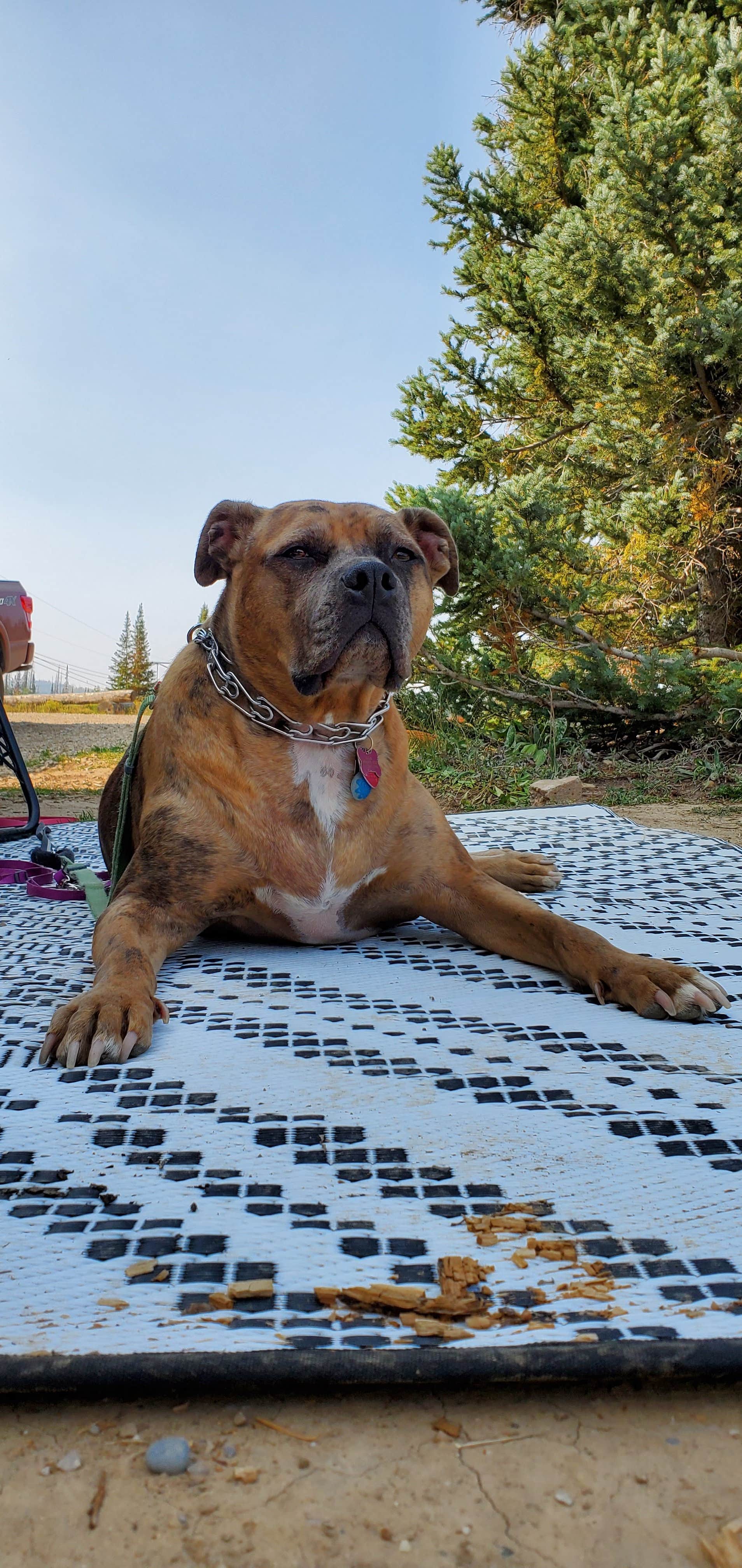 Steven M.'s photo of camping with pets at Manti-LaSal National Forest Potters Pond Campground near Fountain Green, UT